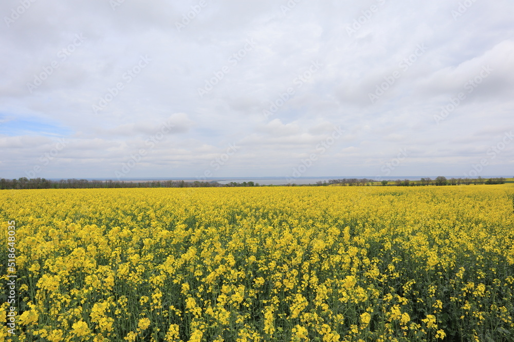 Yellow blooming rapeseed field in cloudy day