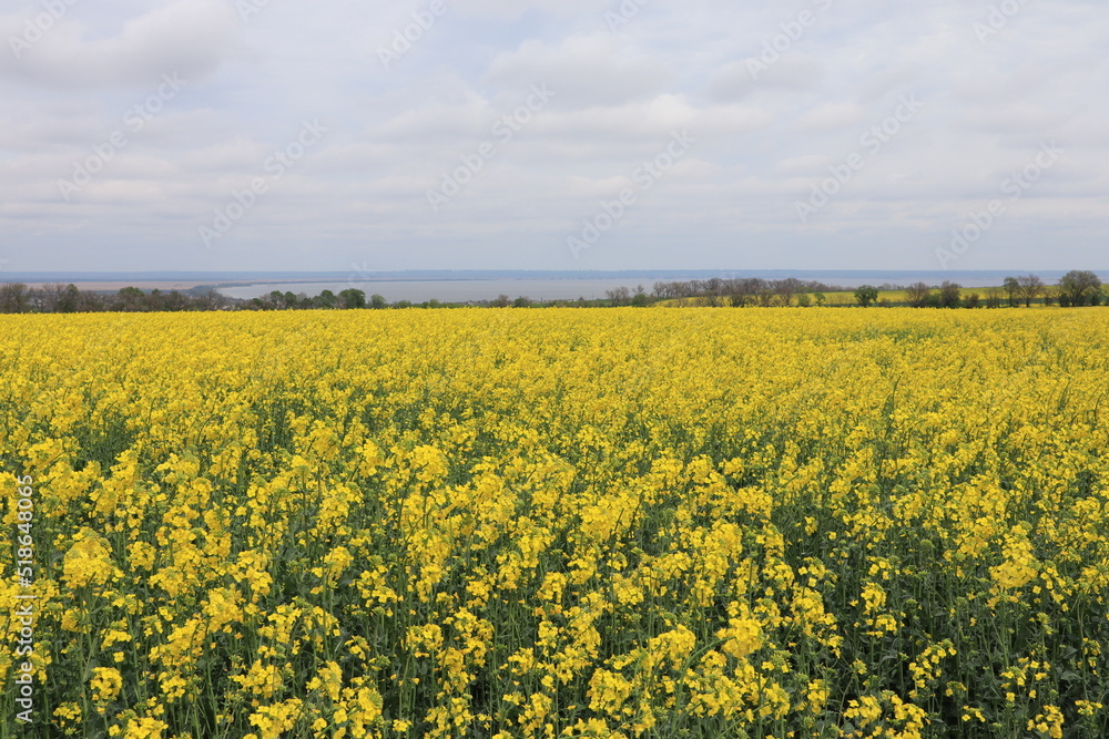 Yellow blooming rapeseed field in cloudy day
Yellow blooming rapeseed field in cloudy day