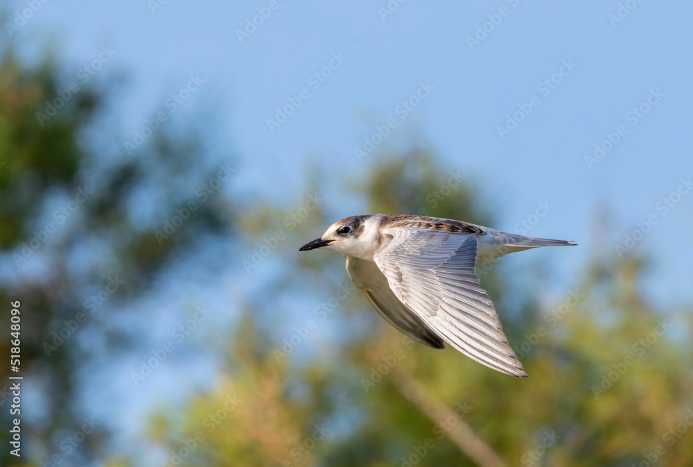 Whiskered Tern, Chlidonias hybrida Whiskered Tern, Chlidonias hybrida