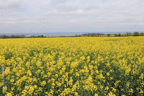 Yellow blooming rapeseed field in cloudy day © Lindasky76
