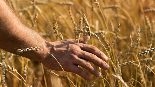 Male hand gently stroking the crop of dry cereal plants in warm soft light on a field.