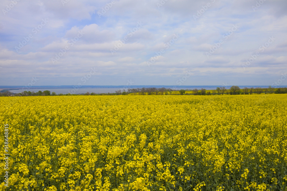 Yellow blooming rapeseed field in cloudy day	
