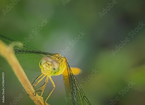 Macro shot of a dragonfly perched on a twig photo