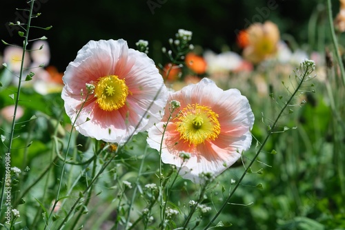 Closeup shot of Iceland poppy flowers on a field in a blurred background photo