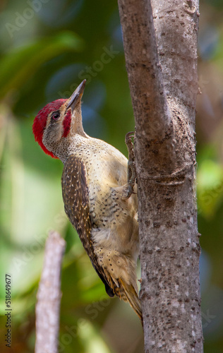Fine-spotted Woodpecker, Campethera punctuligera photo