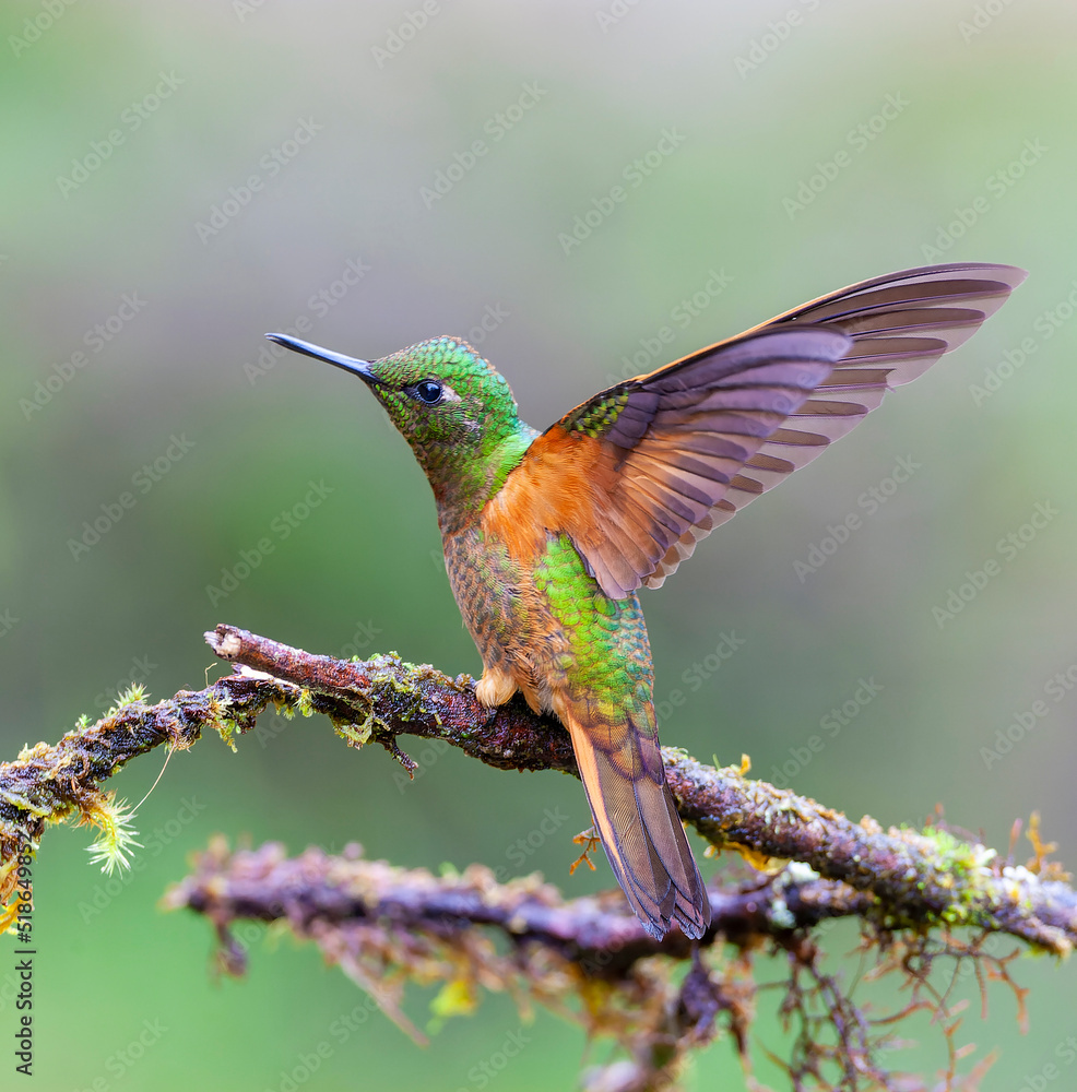 Chestnut-breasted coronet, Boissonneaua matthewsii Chestnut-breasted coronet, Boissonneaua matthewsii