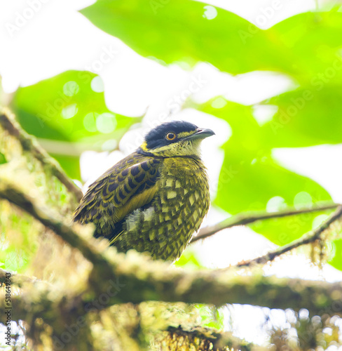 Scaled Fruiteater, Ampelioides tschudii photo