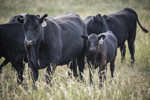 Photo Close-up shot of black cows in a field