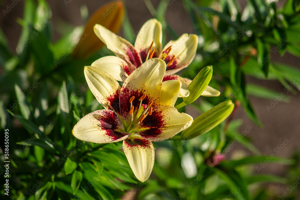 Fototapeta premium Two blooming flowers of an orange lilys with maroon centers. Macro