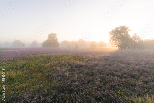 purple heathland in the morning light and fog near the town of Stade