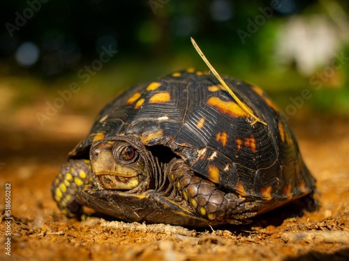 Tennessee turtle in the sun photo