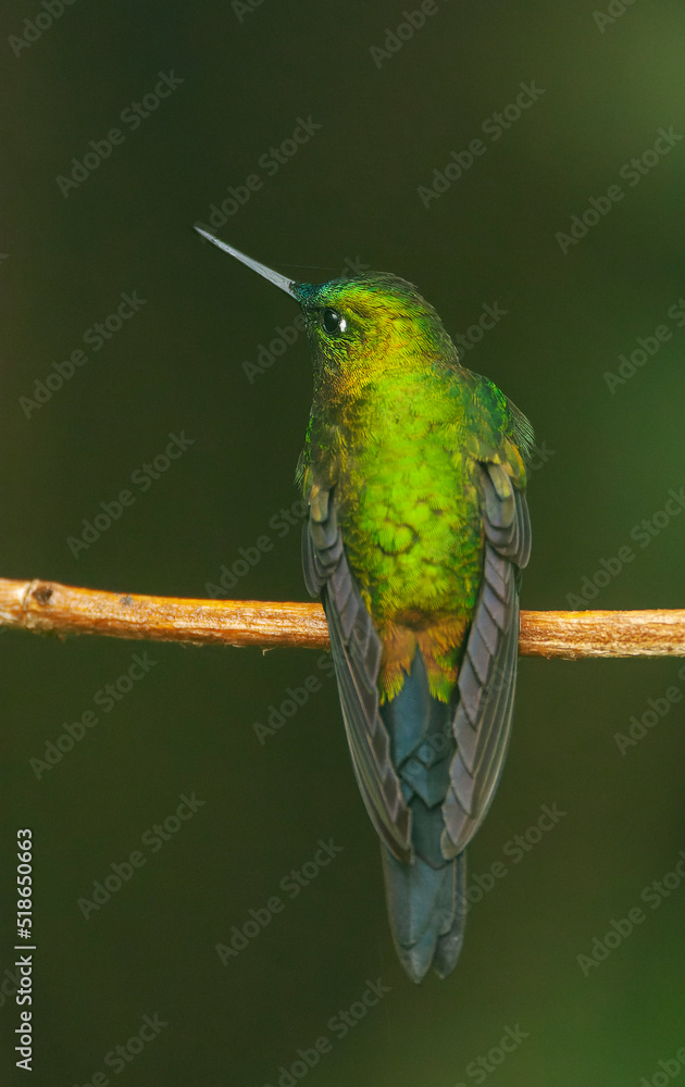 Fototapeta premium Sapphire-vented Puffleg, Eriocnemis luciani