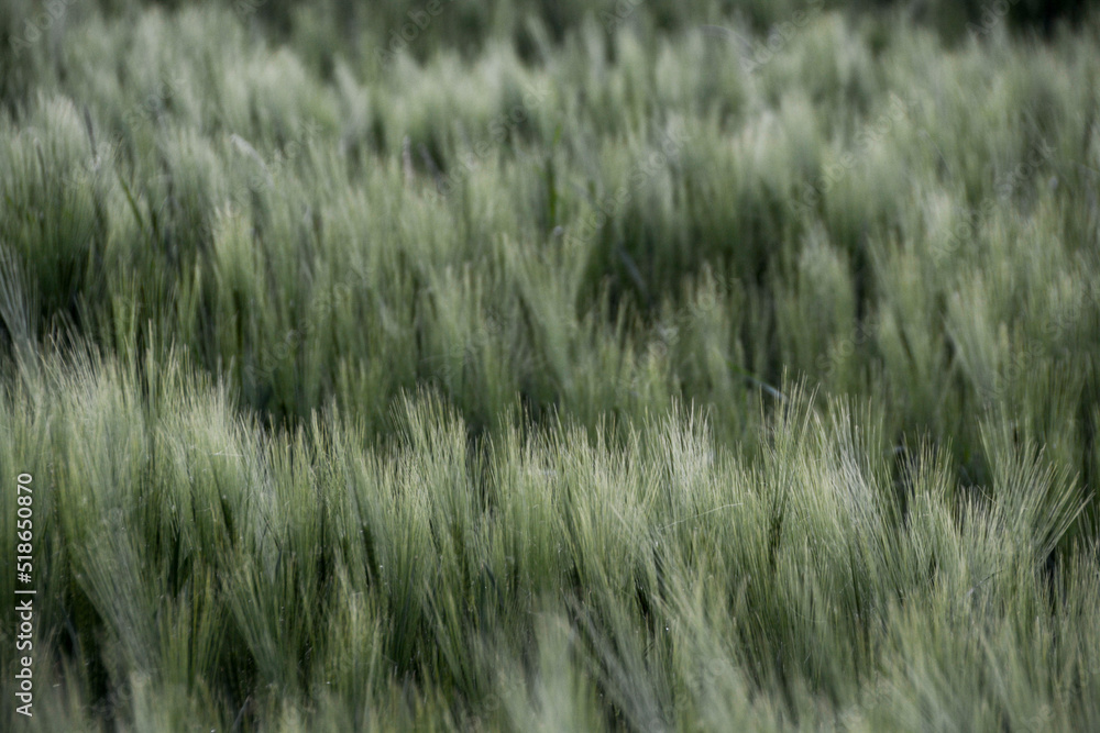 Close-up of waving grassland in the wind Close-up of waving grassland in the wind