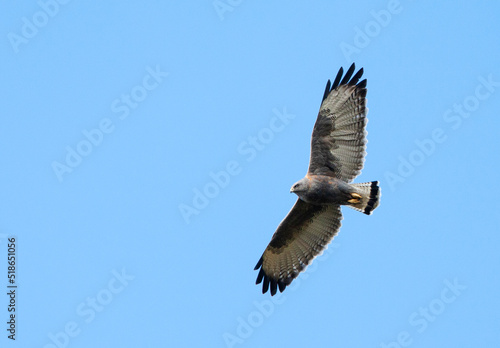 Variable Hawk  Geranoaetus polyosoma