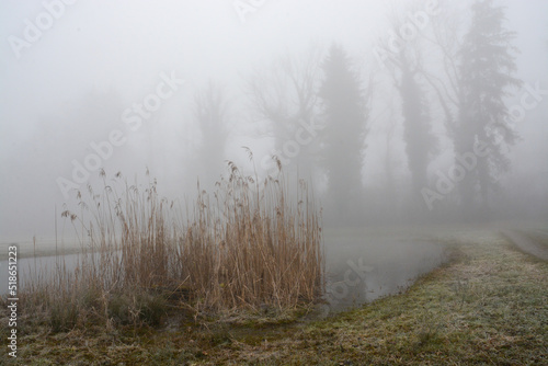 Foggy morning in wetlands