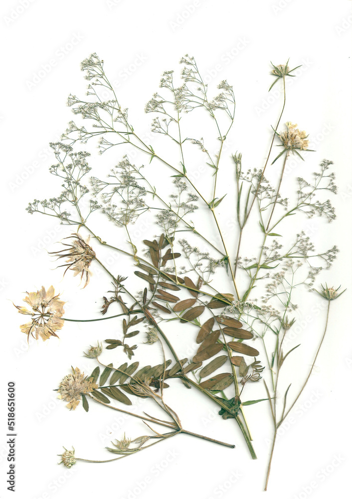 Obraz premium Bouquet of dry plants