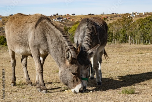 portrait of two donkeys grazing in the mountains photo