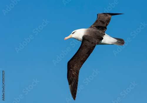 Black-browed Albatross, Thalassarche melanophris photo