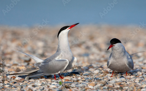 Common Tern, Sterna hirundo