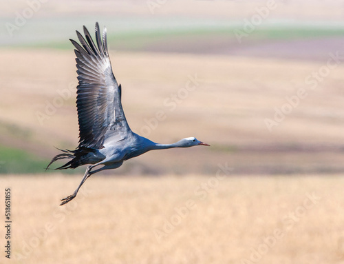 Blue Crane, Grus paradisea photo