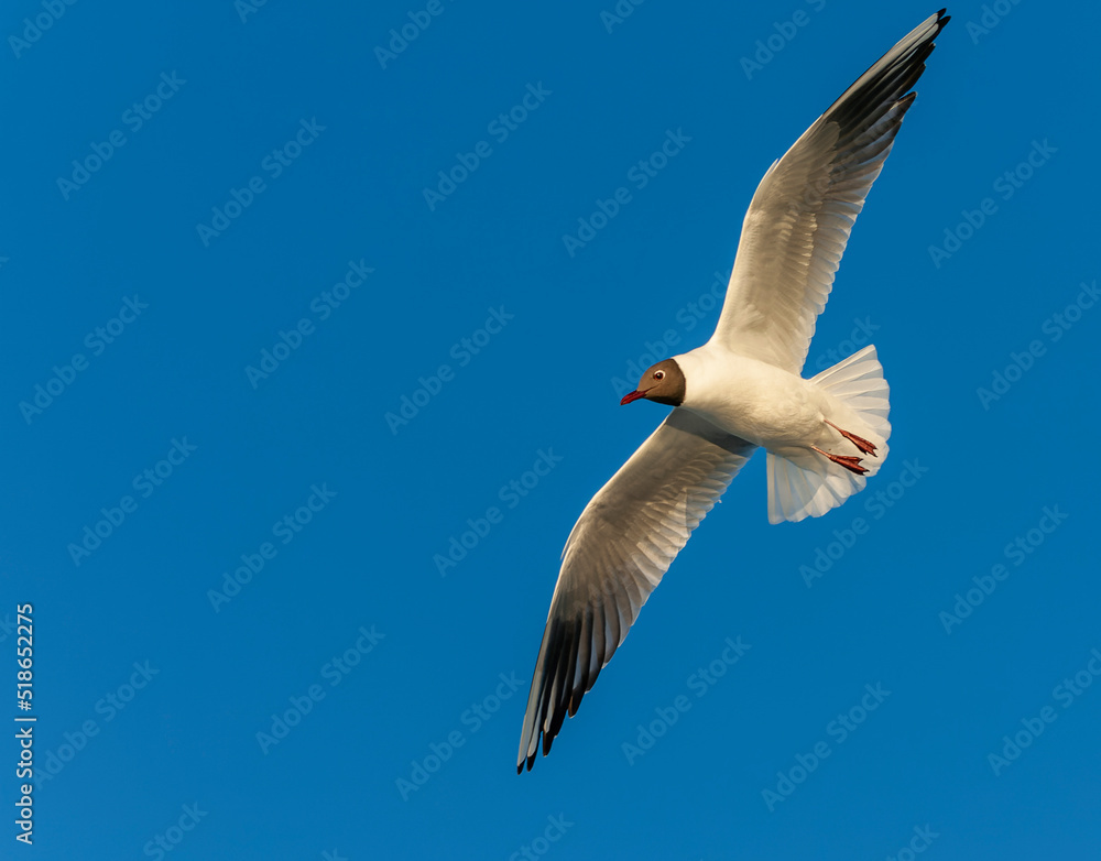 Fototapeta premium Common Black-headed Gull, Chroicocephalus ridibundus
