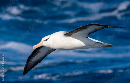 Black-browed Albatross, Thalassarche melanophris © Marc