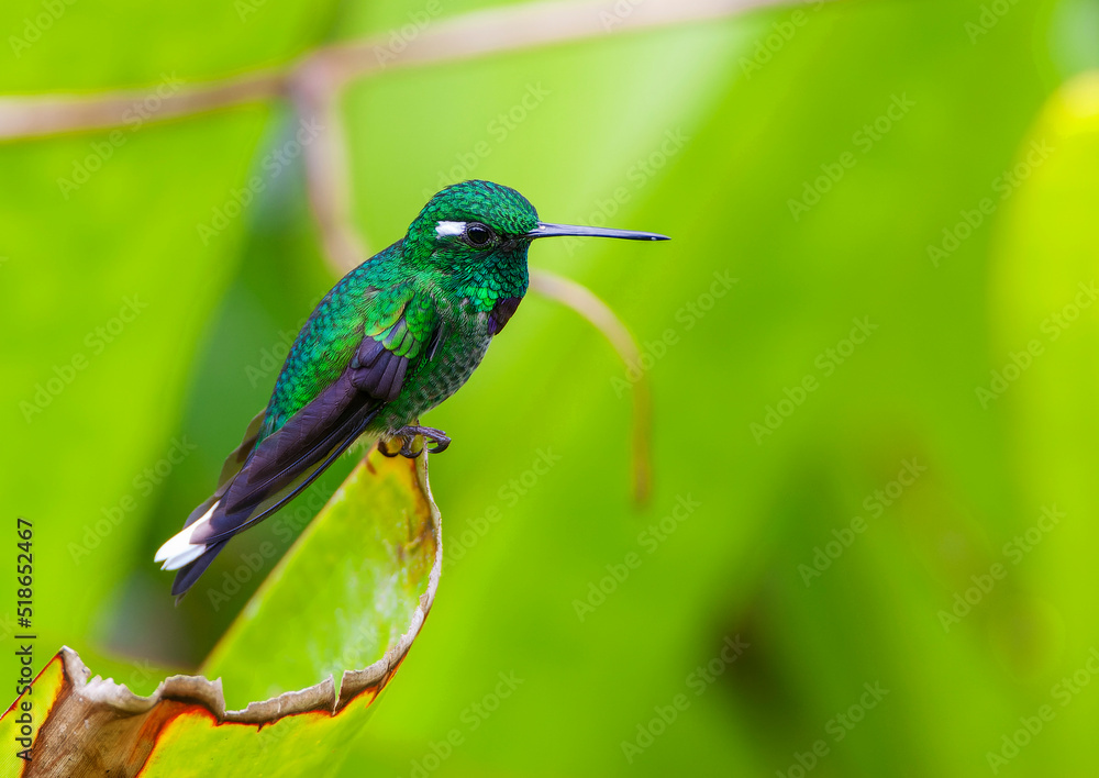 Fototapeta premium Purple-bibbed Whitetip, Urosticte benjamini