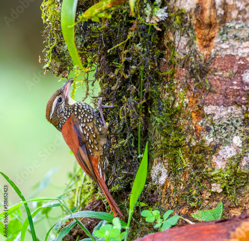 Pearled treerunner, Margarornis squamiger photo