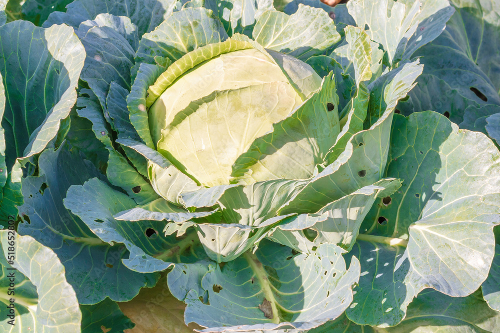 Cabbage damaged by insects pests closeup. Head and leaves of cabbage