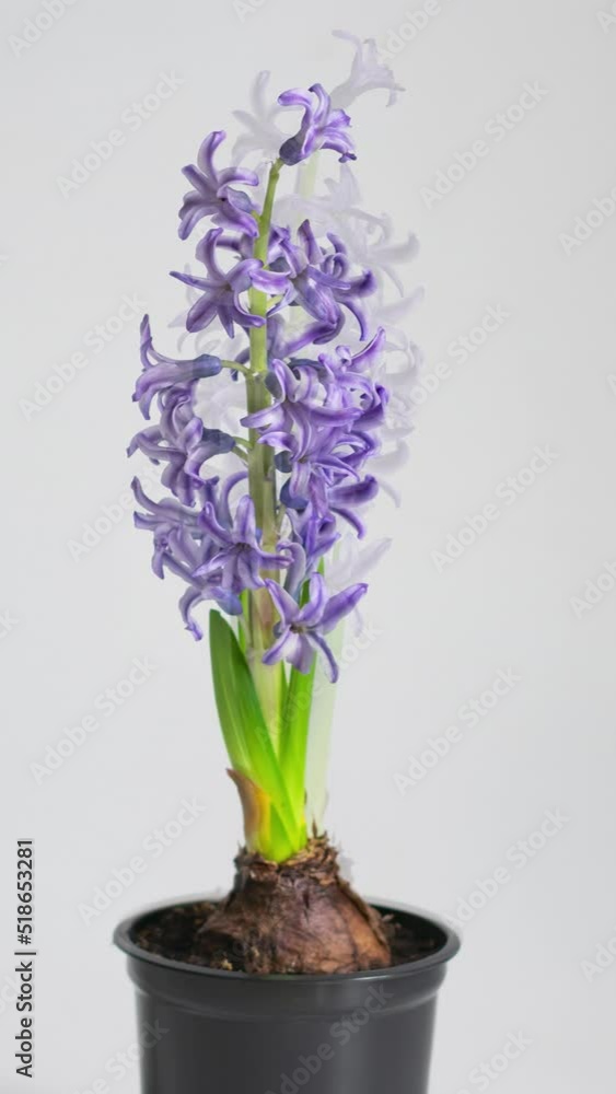 Vertical 4k time lapse video of a growing flower with green stems and many lilac buds on a light background Vertical 4k time lapse video of a growing flower with green stems and many lilac buds on a light background