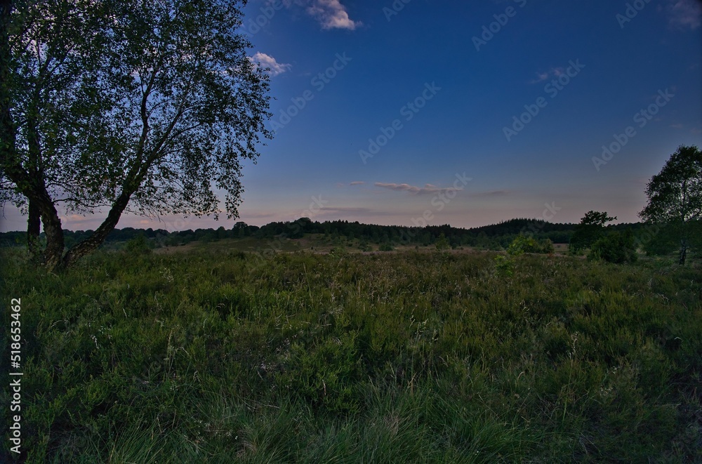 Obraz premium Morgen in der Heide
