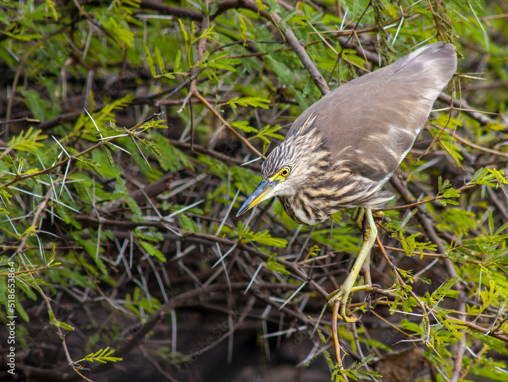 Indian Pond Heron, Ardeola grayii Indian Pond Heron, Ardeola grayii