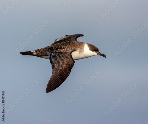 Great Shearwater, Ardenna gravis photo