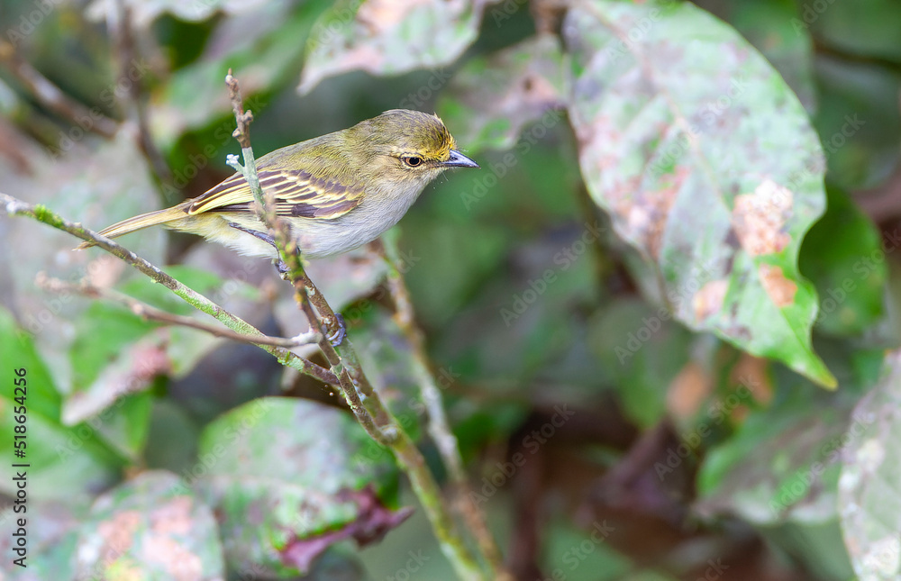 Golden-faced Tyrannulet, Zimmerius chrysops Golden-faced Tyrannulet, Zimmerius chrysops