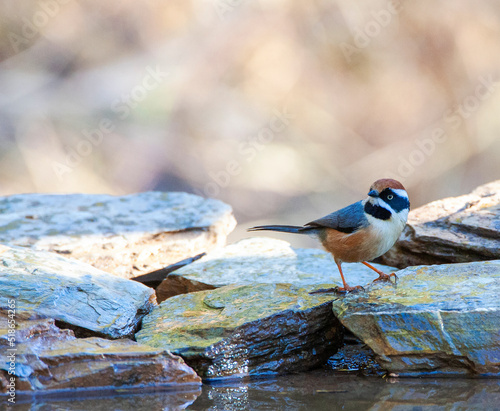 Black-throated bushtit, Aegithalos concinnus photo