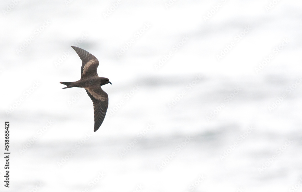 Black storm petrel, Hydrobates melania Black storm petrel, Hydrobates melania
