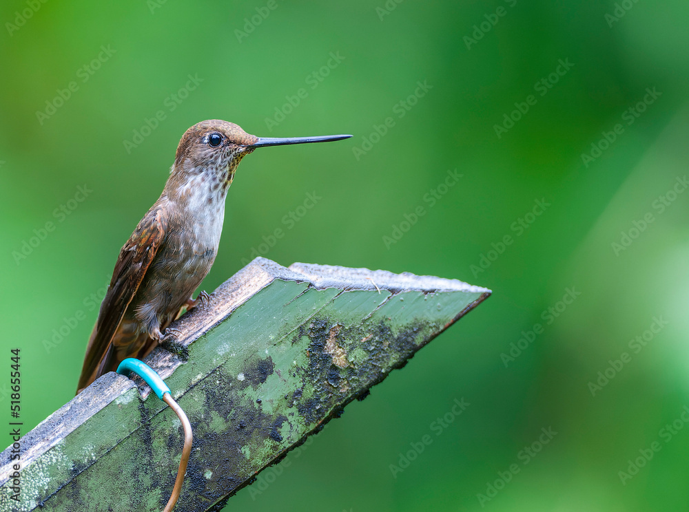 Obraz premium Bronzy Inca, Coeligena coeligena