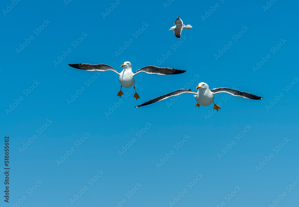 Obraz premium Lesser Black-backed Gull, Larus fuscus
