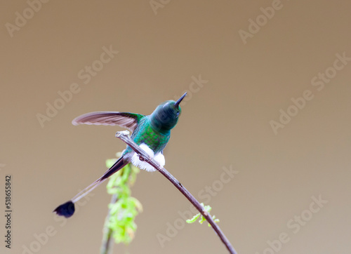 White-booted Racket-tail, Ocreatus underwoodii melanantherus photo