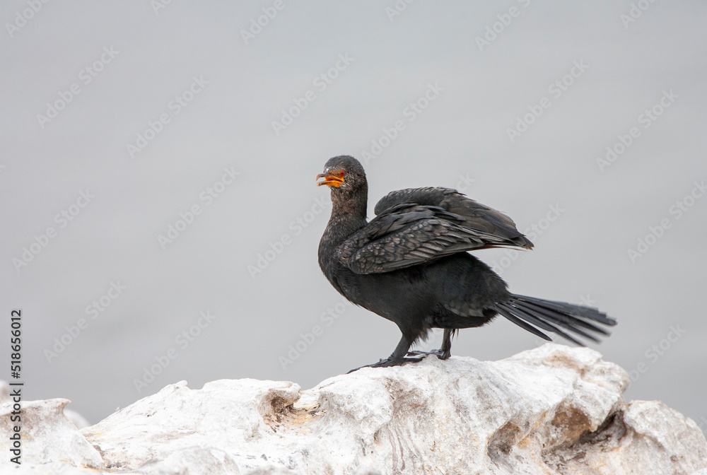 Obraz premium Crowned Cormorant, Microcarbo coronatus
