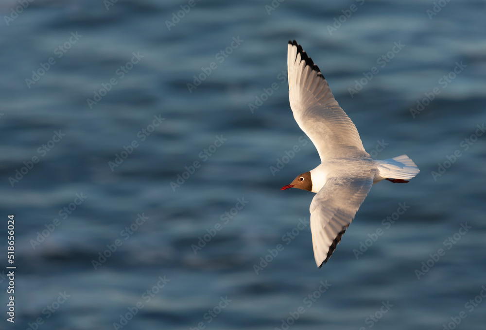 Fototapeta premium Common Black-headed Gull, Chroicocephalus ridibundus