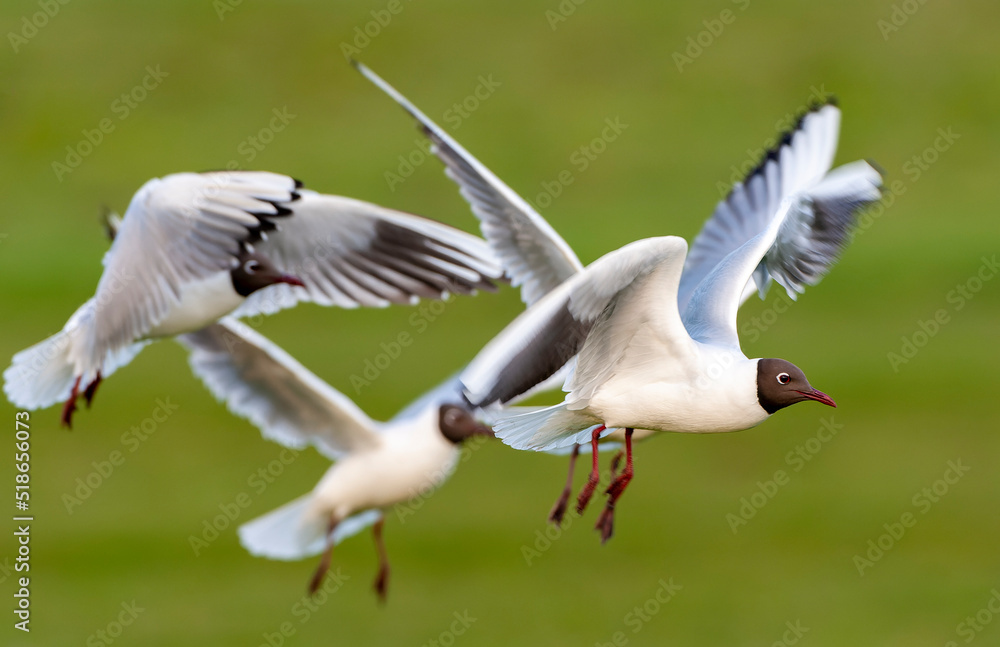 Obraz premium Common Black-headed Gull, Chroicocephalus ridibundus