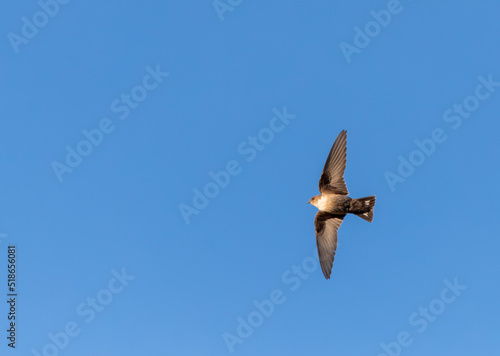 Crag Martin, Ptyonoprogne rupestris