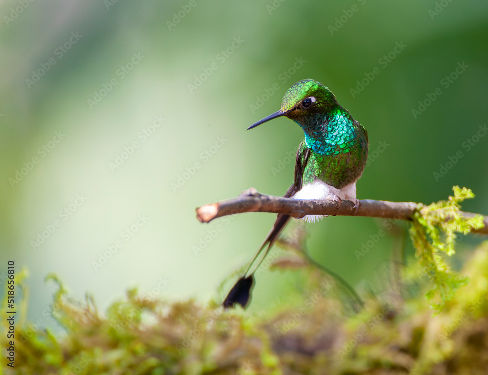 Fototapeta premium White-booted Racket-tail, Ocreatus underwoodii melanantherus