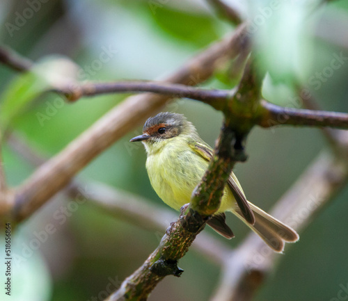 Cinnamon-faced Tyrannulet, Phylloscartes parkeri photo