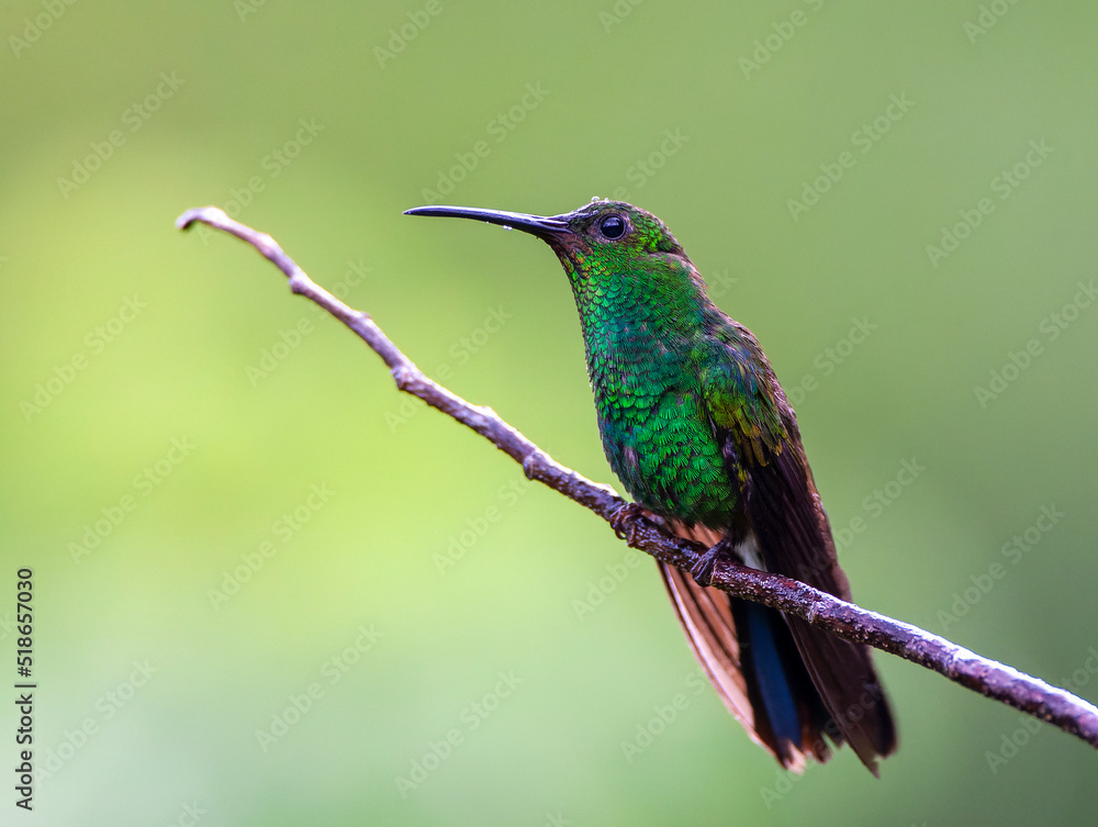 White-vented Plumeleteer, Chalybura buffonii White-vented Plumeleteer, Chalybura buffonii
