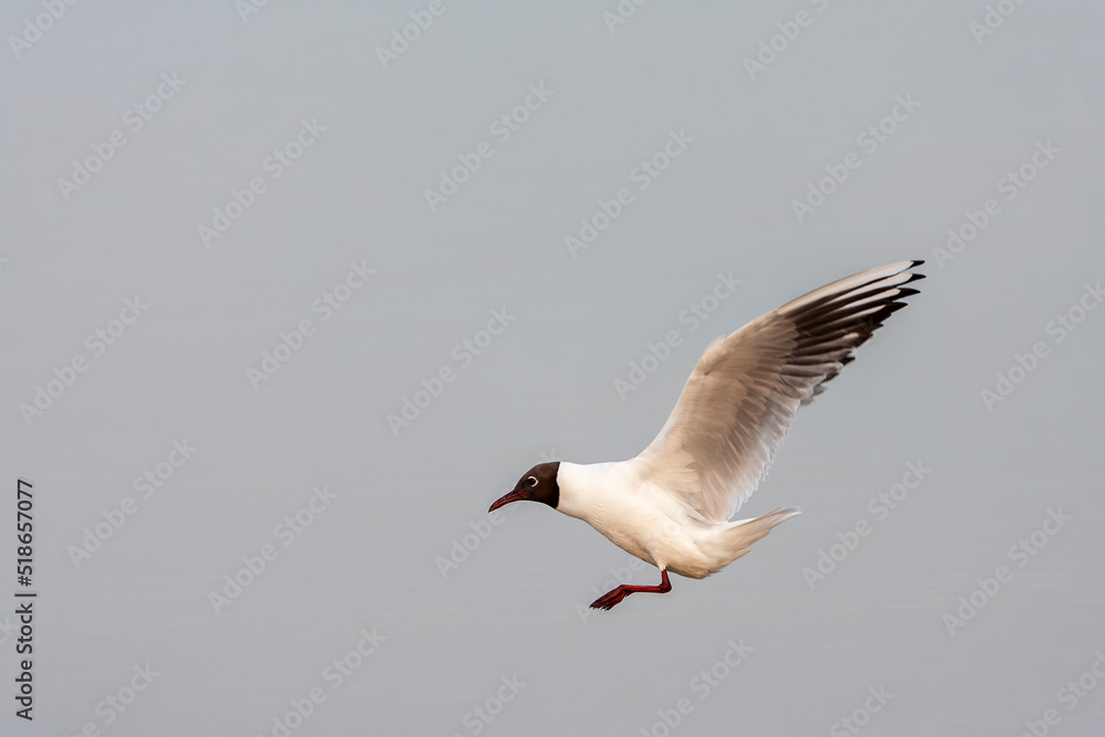 Common Black-headed Gull, Chroicocephalus ridibundus Common Black-headed Gull, Chroicocephalus ridibundus