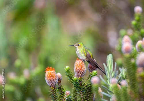 Obraz na płótnie Green-tailed Trainbearer, Lesbia nuna gracilis w salonie