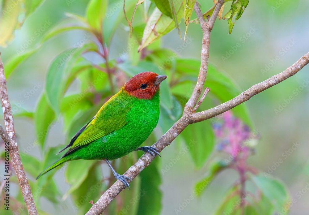 Bay-headed tanager, Tangara gyrola toddi Bay-headed tanager, Tangara gyrola toddi