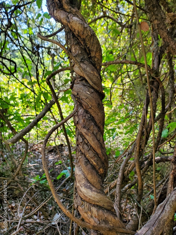 Fototapeta premium tree in the forest